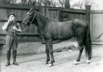 Arabischer Hengst Dwarka mit Pony Moore, einem Pferdewagenfahrer, Londoner Zoo, 1921